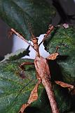 Extatosoma tiaratum M 01